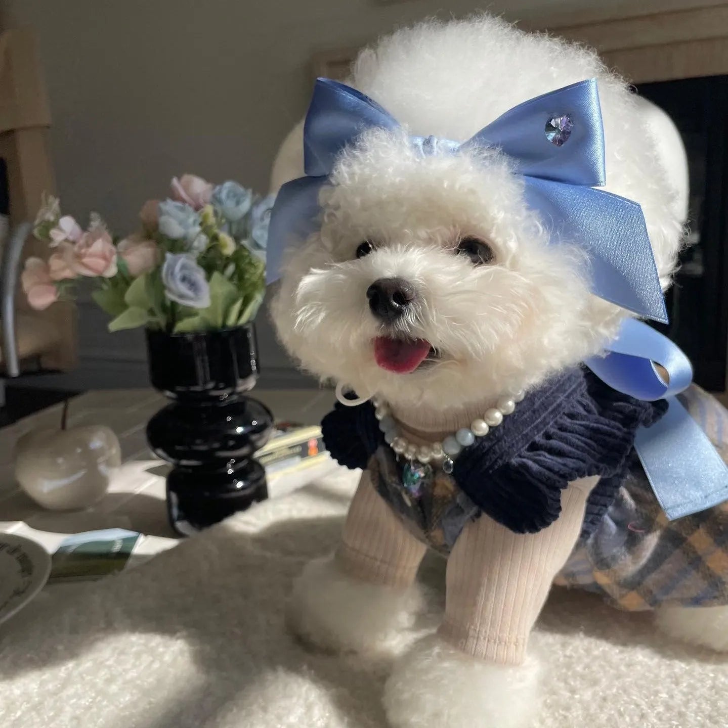 Princess style blue bow dog hair band with adjustable fit on a small dog.