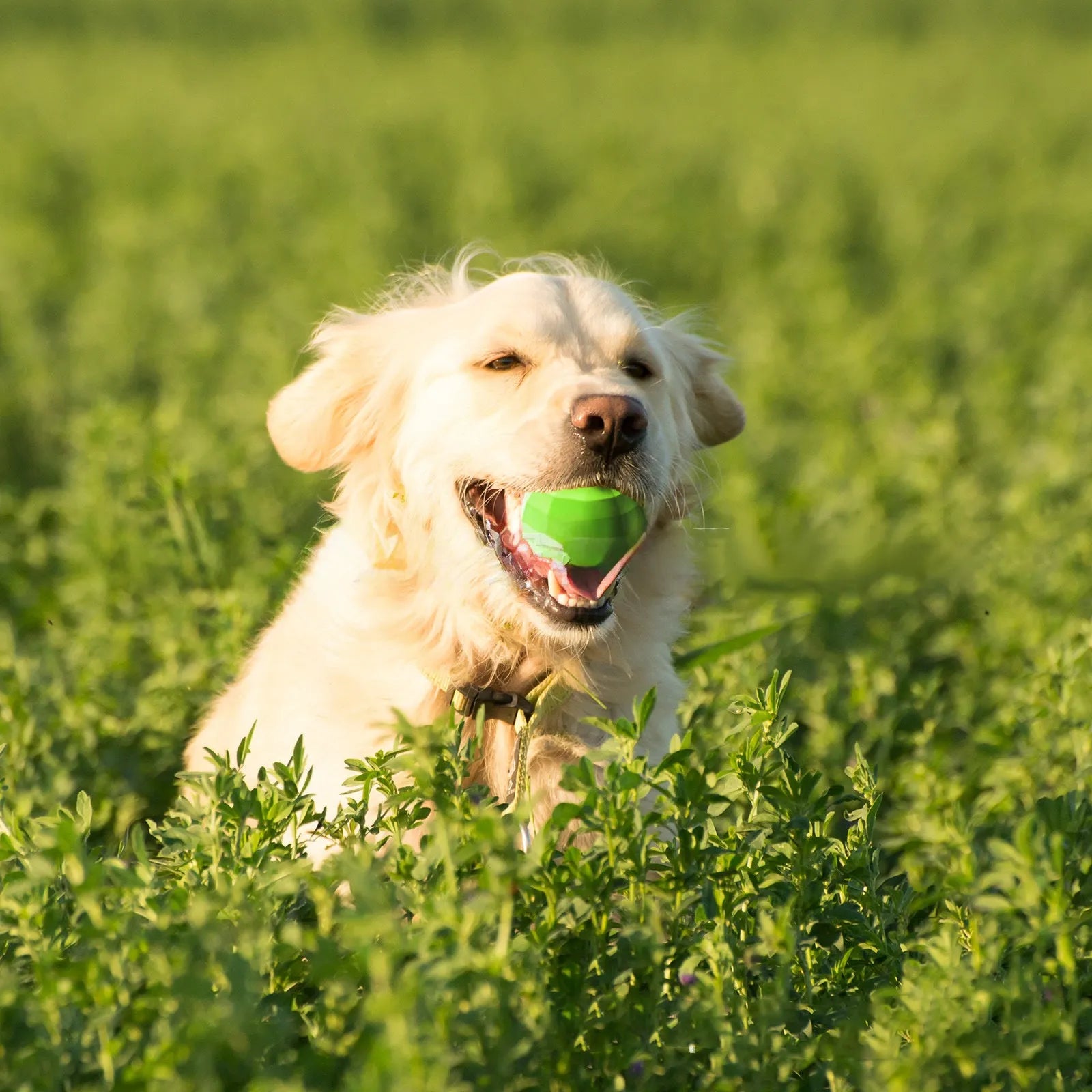 Green natural rubber dog squeaky ball chew toy for large dogs.