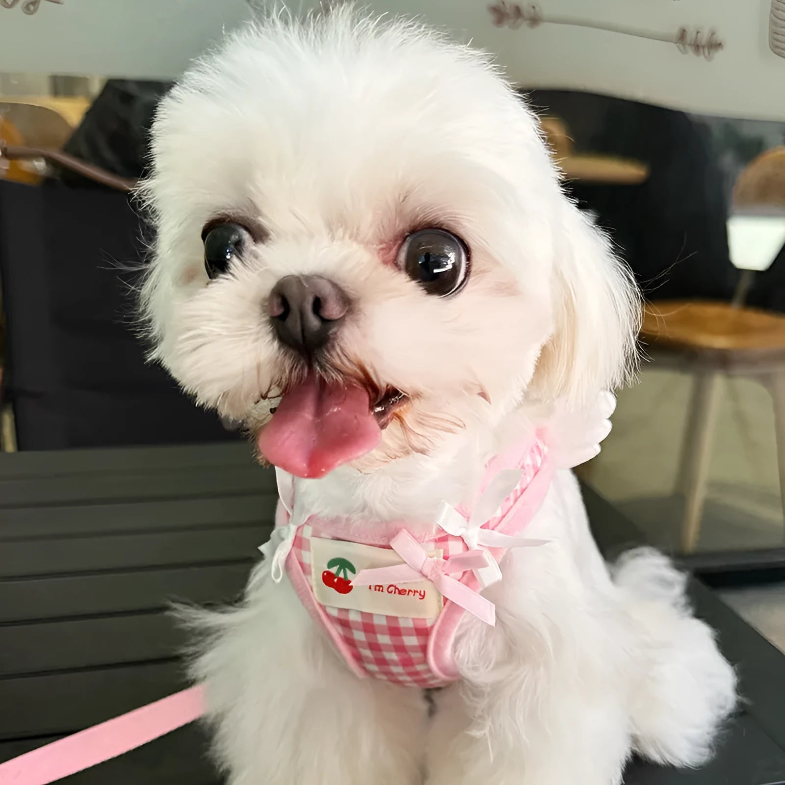 Pink and black cotton hands-free dog harness lead for small dogs showing chest and back straps.