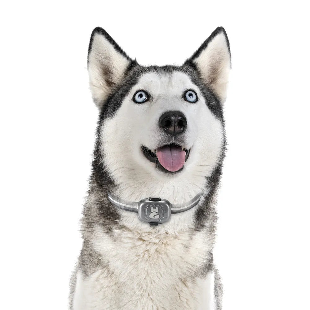 Black GF-07 pet GPS locator with hanging rope attached, shown next to a data cable on a white background
