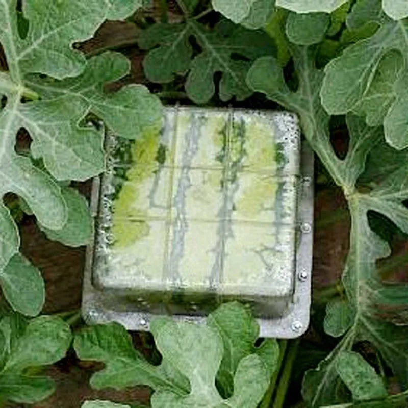 Square plastic growth mould for creating cube-shaped watermelons, dimensions 13x13x13cm.