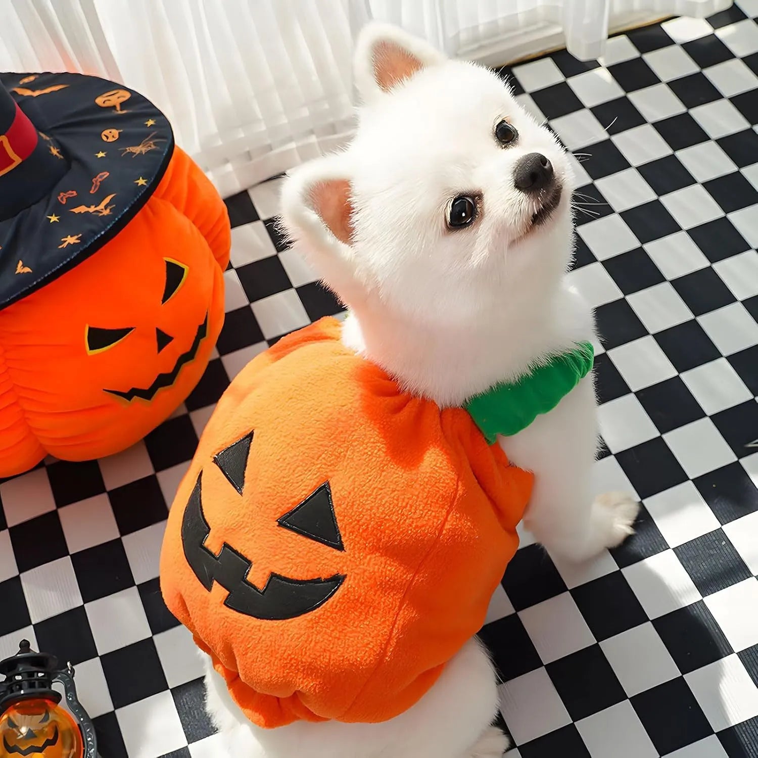 Orange plush pumpkin Halloween costume on small dog with pullover design