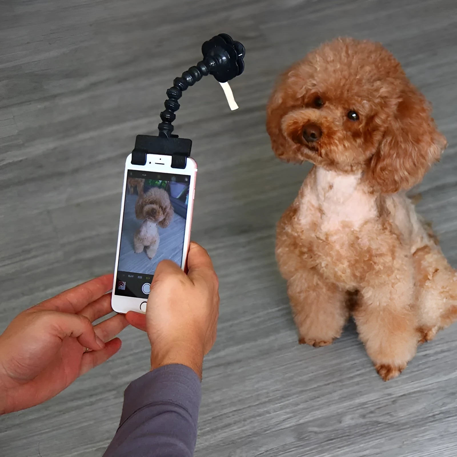 Black and white pet selfie stick with extending arm and flower clip for smartphone pet photography