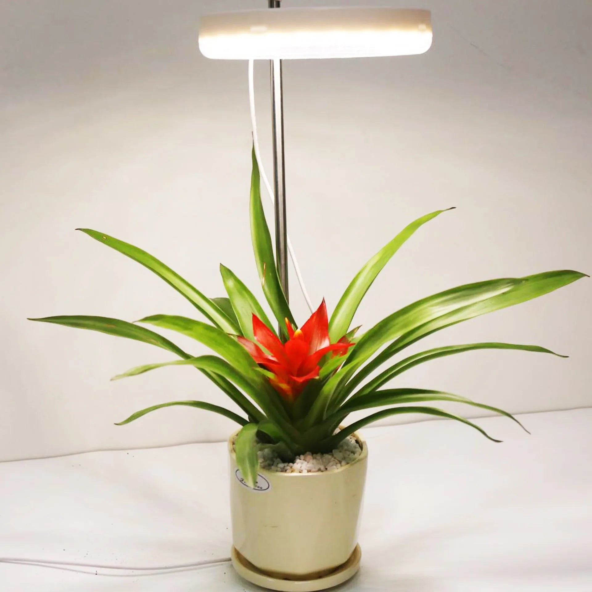 PC shell plant growth lamp with full spectrum lighting for indoor plants
