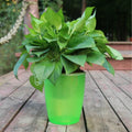 Strongwell Nordic automatic water-absorbing flower pot in translucent blue with cotton rope and planting basket