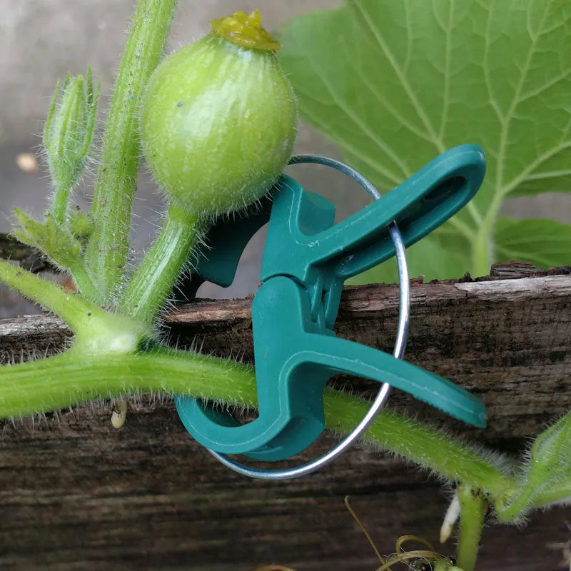 Green plastic and zinc plant support clips for climbing vegetables, showing large and small sizes.