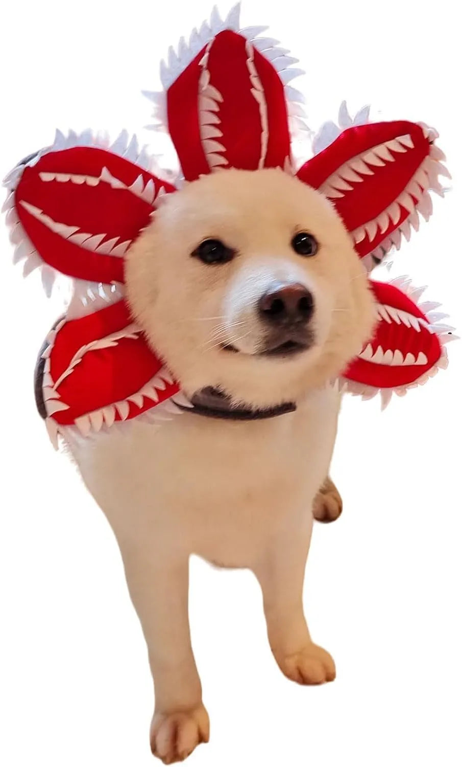 Dog wearing Halloween demon hat costume with open chomper mouth and flower headband accessory