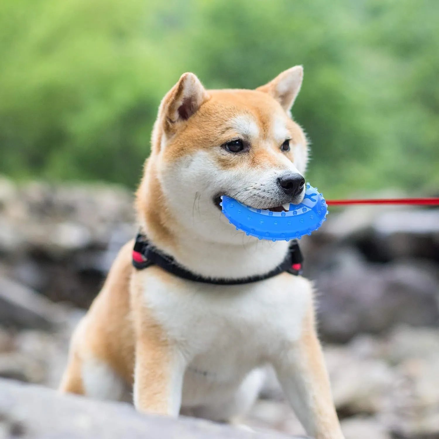 A freezable bone-shaped dog chew toy designed for cooling, teething, and dental care.