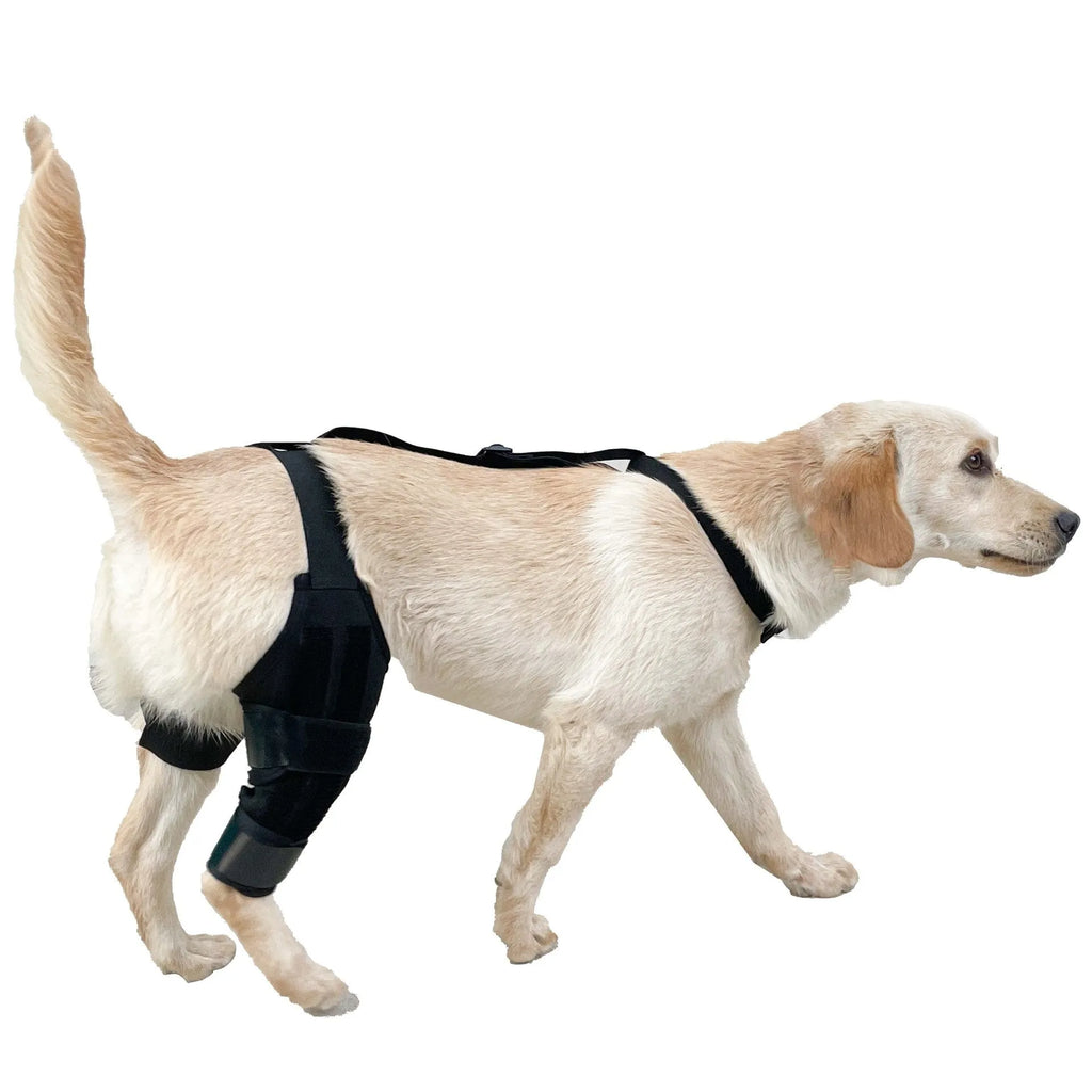Dog hind leg knee brace assist strap in neoprene fabric showing adjustable design