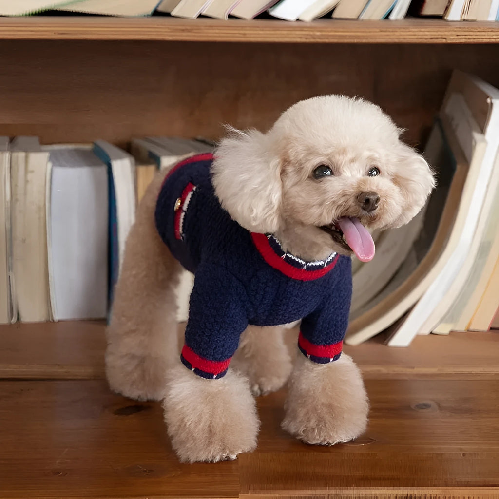 Blue wool dog cardigan sweater with princess-style collar on a mannequin