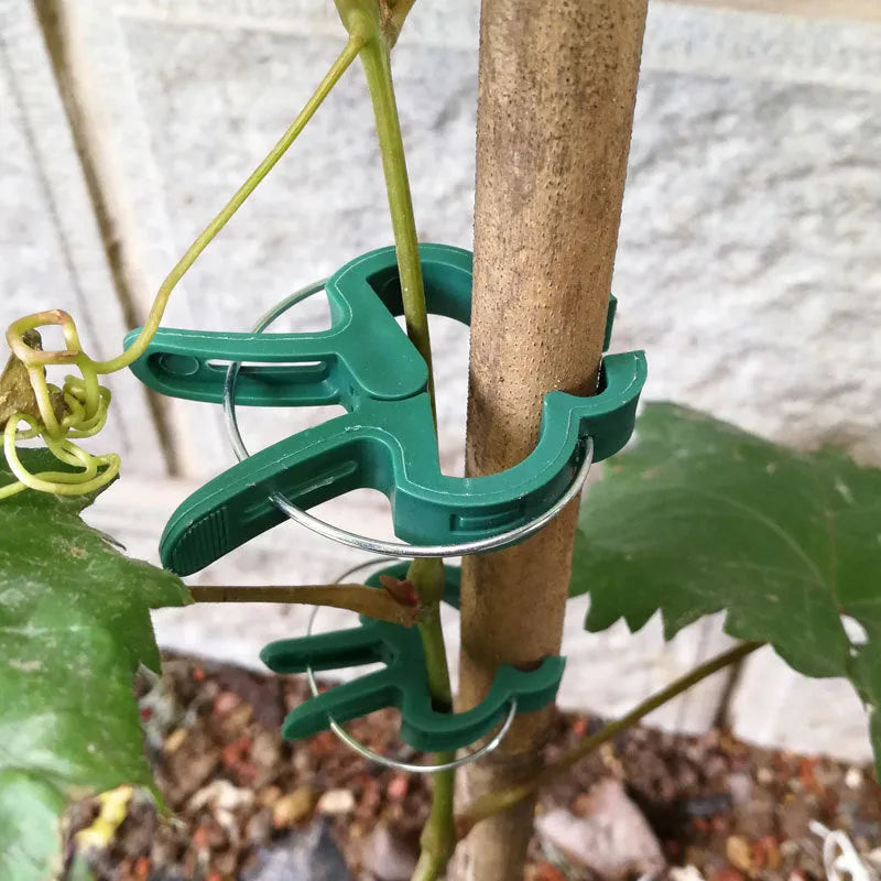 Green plastic and zinc plant support clips for climbing vegetables, showing large and small sizes.