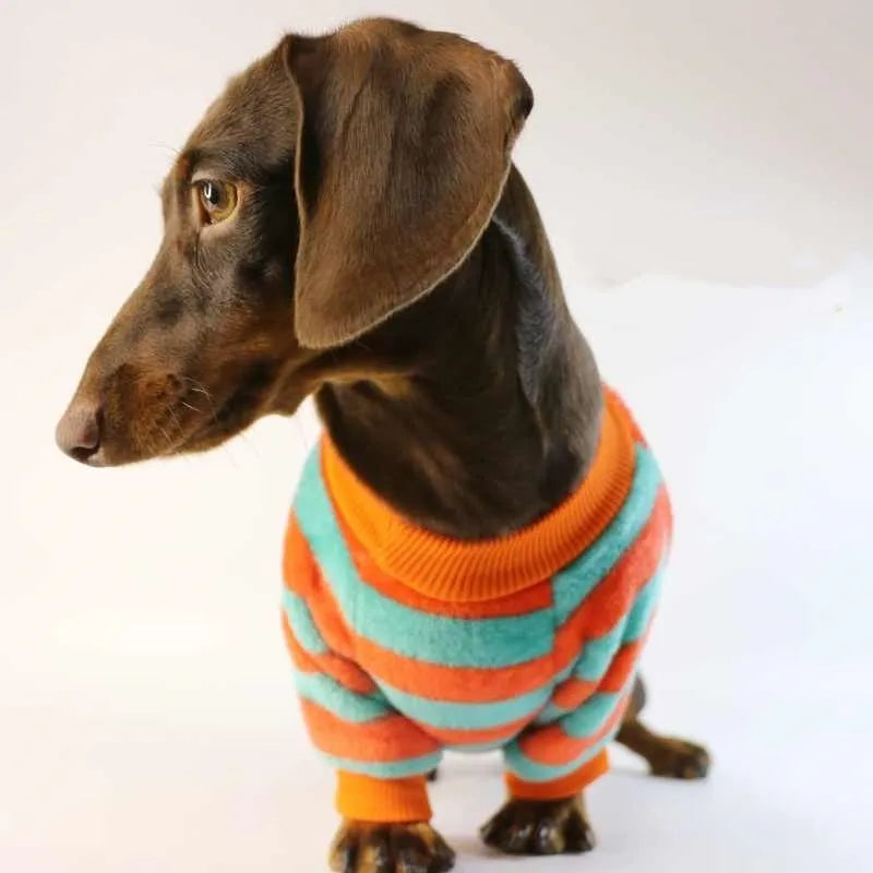 Striped orange and white pet sweatshirt on dog showing round neck design and casual fit