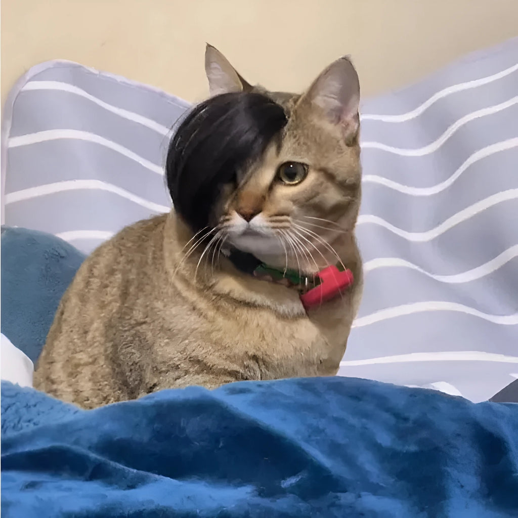 Black imitation braid fox cat wig on a cat for costume dress-up.