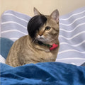 Black imitation braid fox cat wig on a cat for costume dress-up.