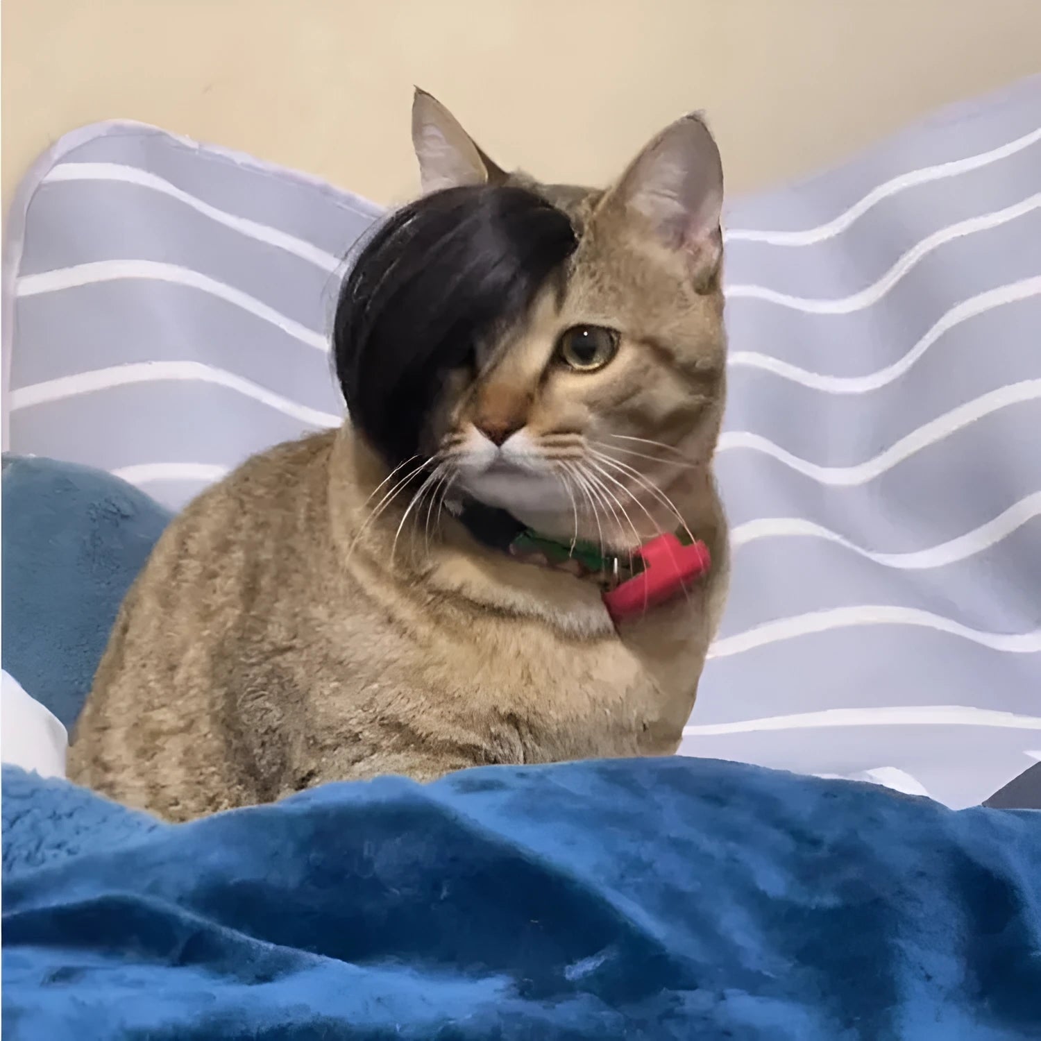 Black imitation braid fox cat wig on a cat for costume dress-up.