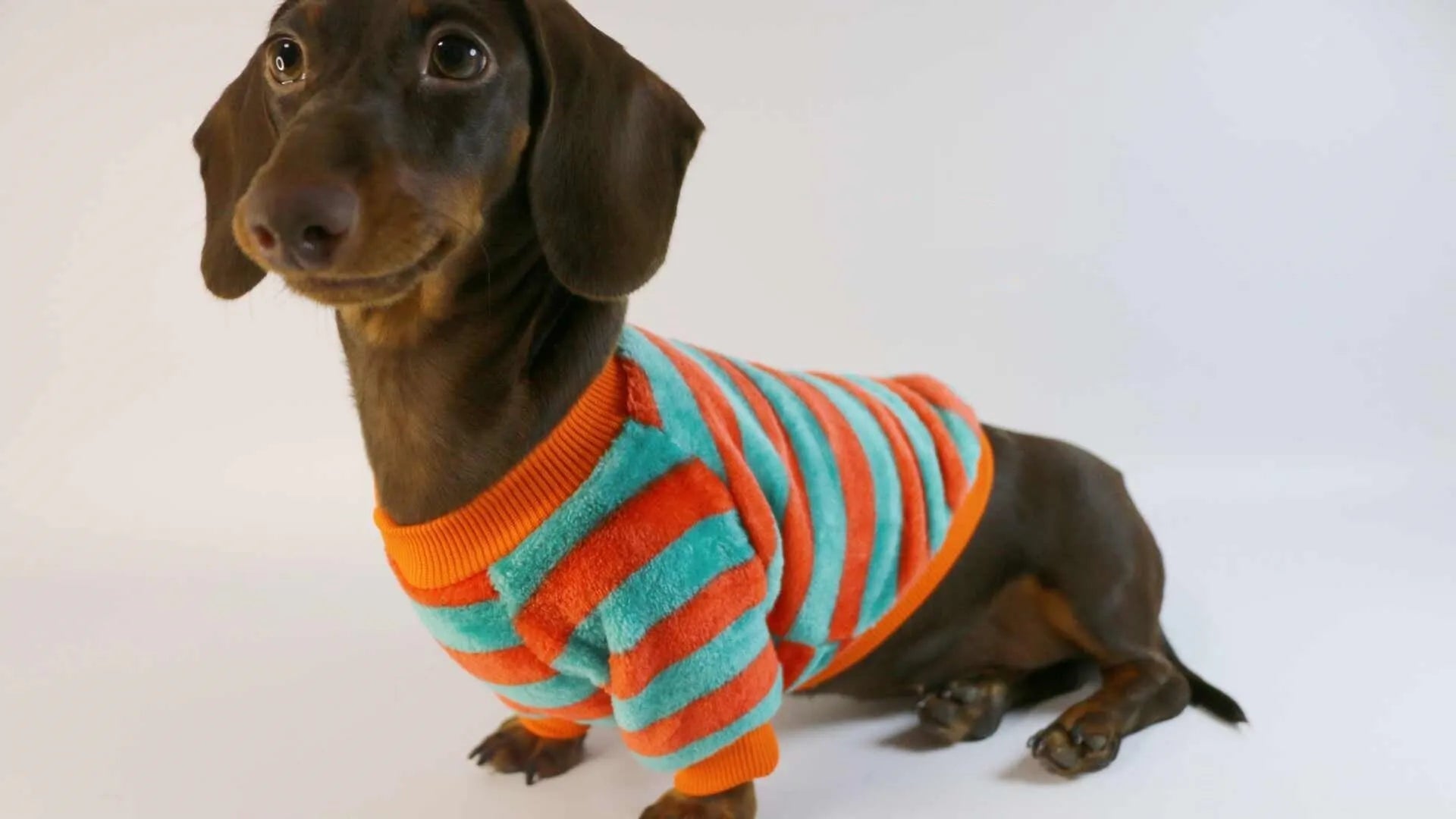 Striped orange and white pet sweatshirt on dog showing round neck design and casual fit
