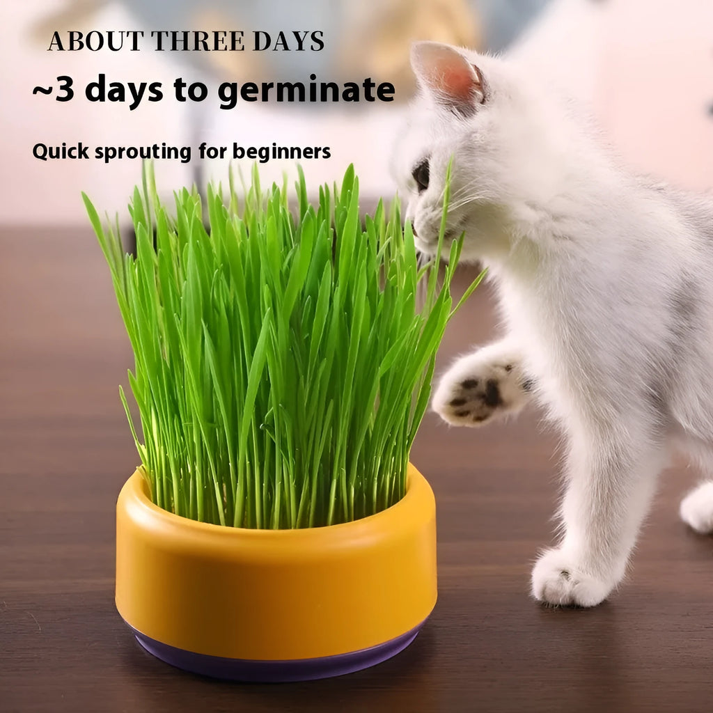 Blue, green, and yellow hydroponic cat grass planters with seed packs on a table.
