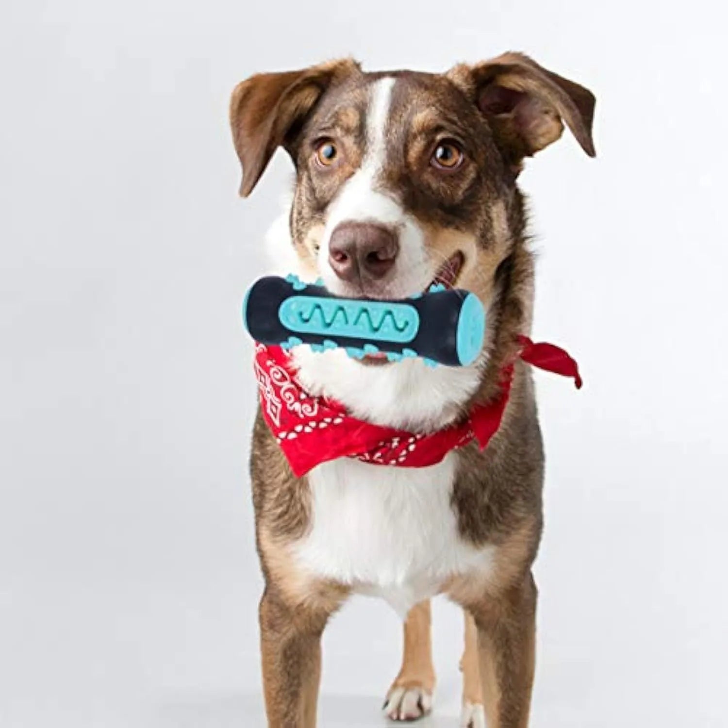 A natural rubber dog toothbrush chew toy in blue, showing its textured surface for dental cleaning.