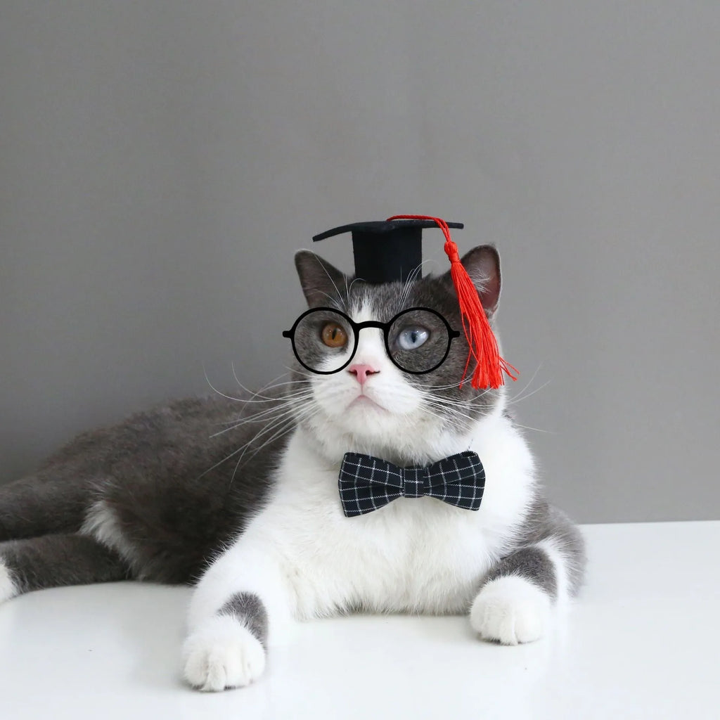 Small cat wearing a British style doctor's degree themed hair band and black plaid bow tie.