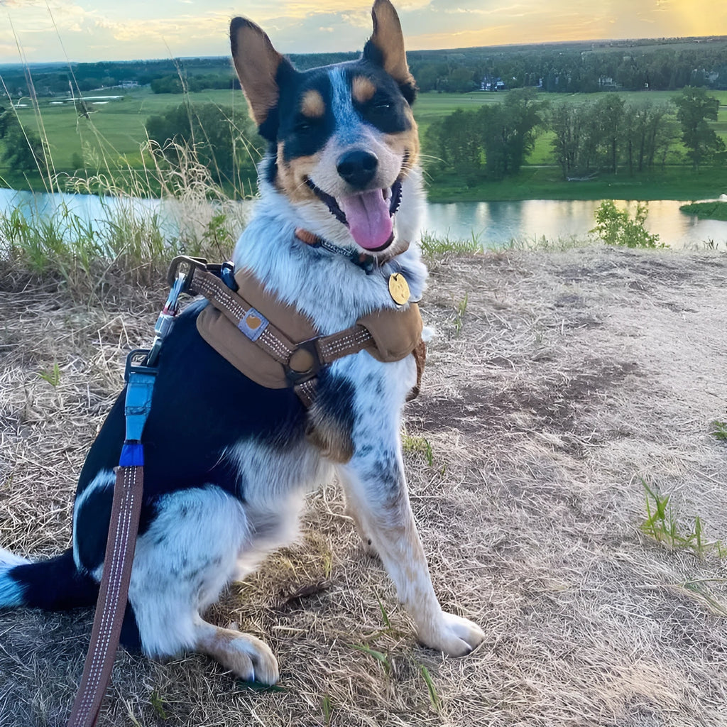 Dog chest strap training belt with reflective hand holding rope in sports style design