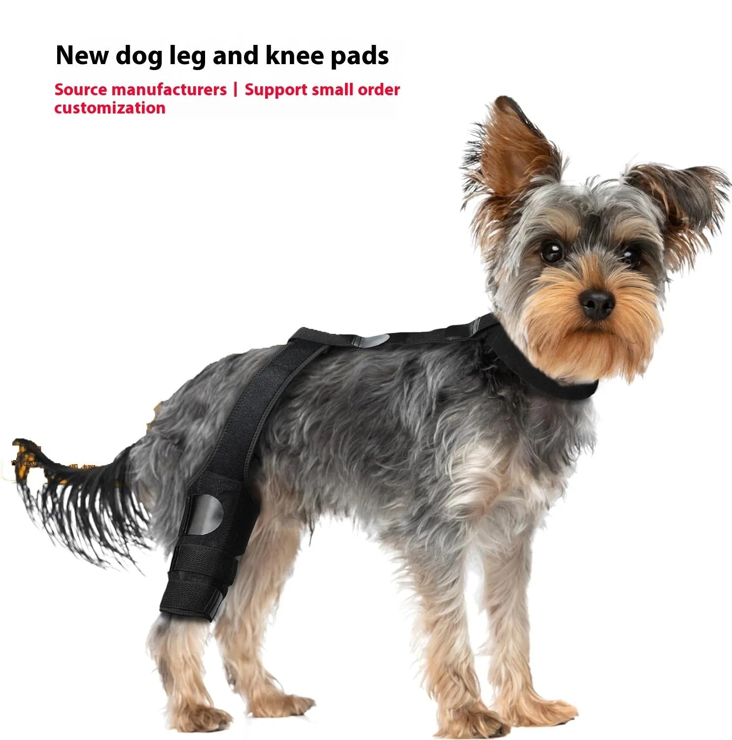 Dog hind leg knee brace assist strap in neoprene fabric showing adjustable design