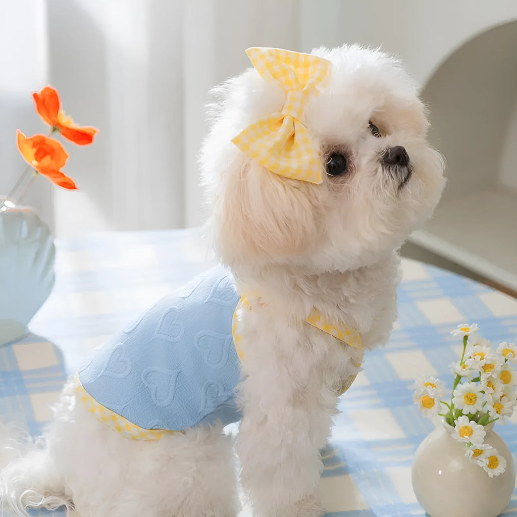 Small dog wearing a blue elastic vest with heart and bow details and adjustable suspenders.