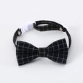 Small cat wearing a British style doctor's degree themed hair band and black plaid bow tie.