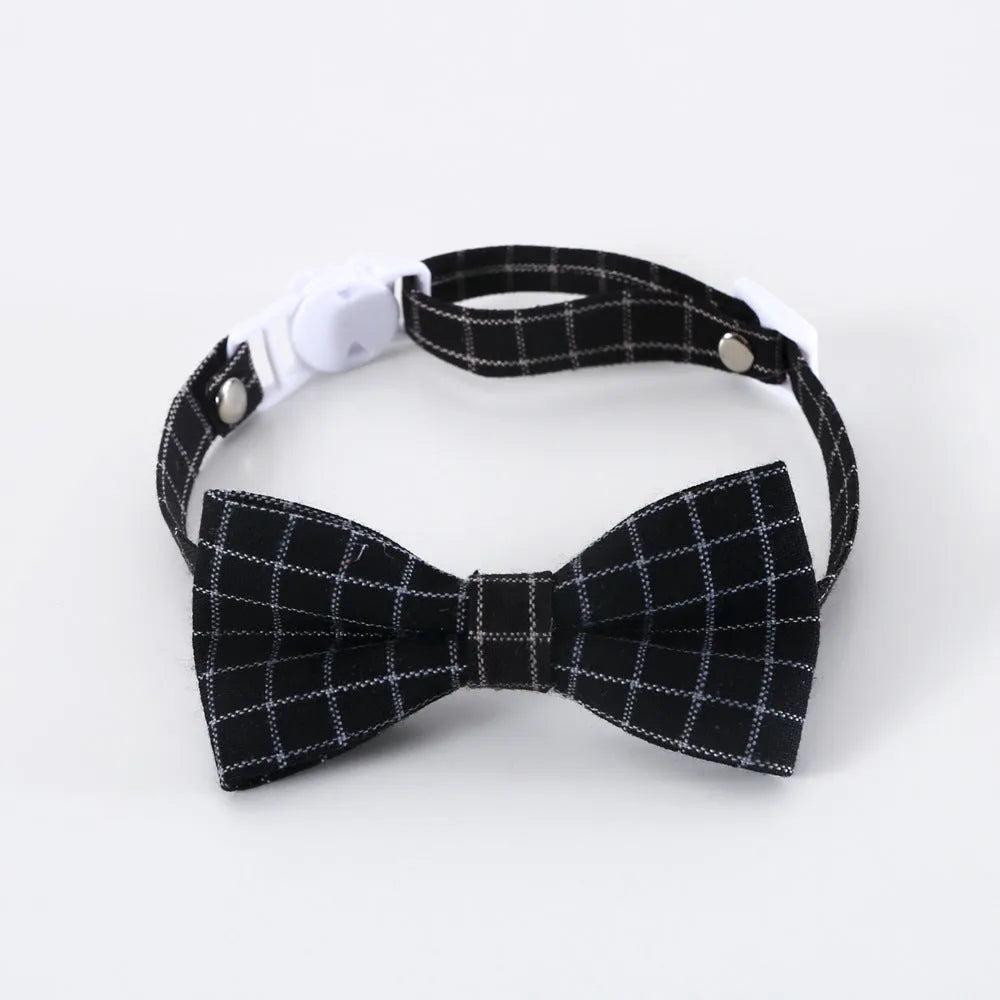 Small cat wearing a British style doctor's degree themed hair band and black plaid bow tie.