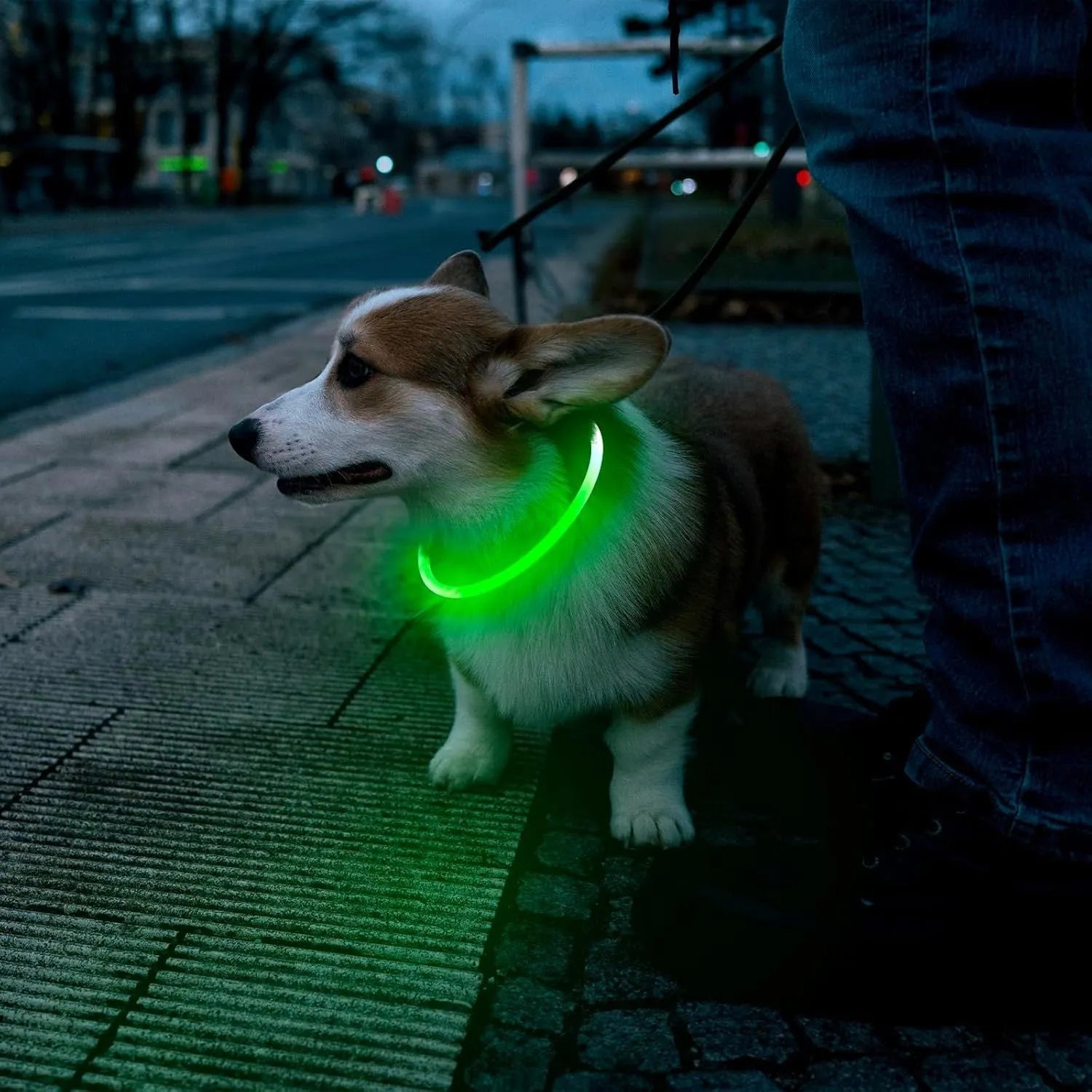 Blue USB rechargeable LED dog safety collar glowing with adjustable 70cm TPU band