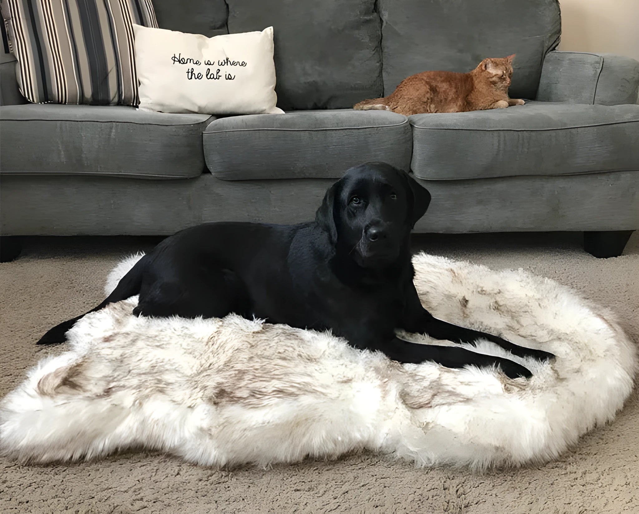 Beige pet dog plush mat on floor with soft 4cm plush surface
