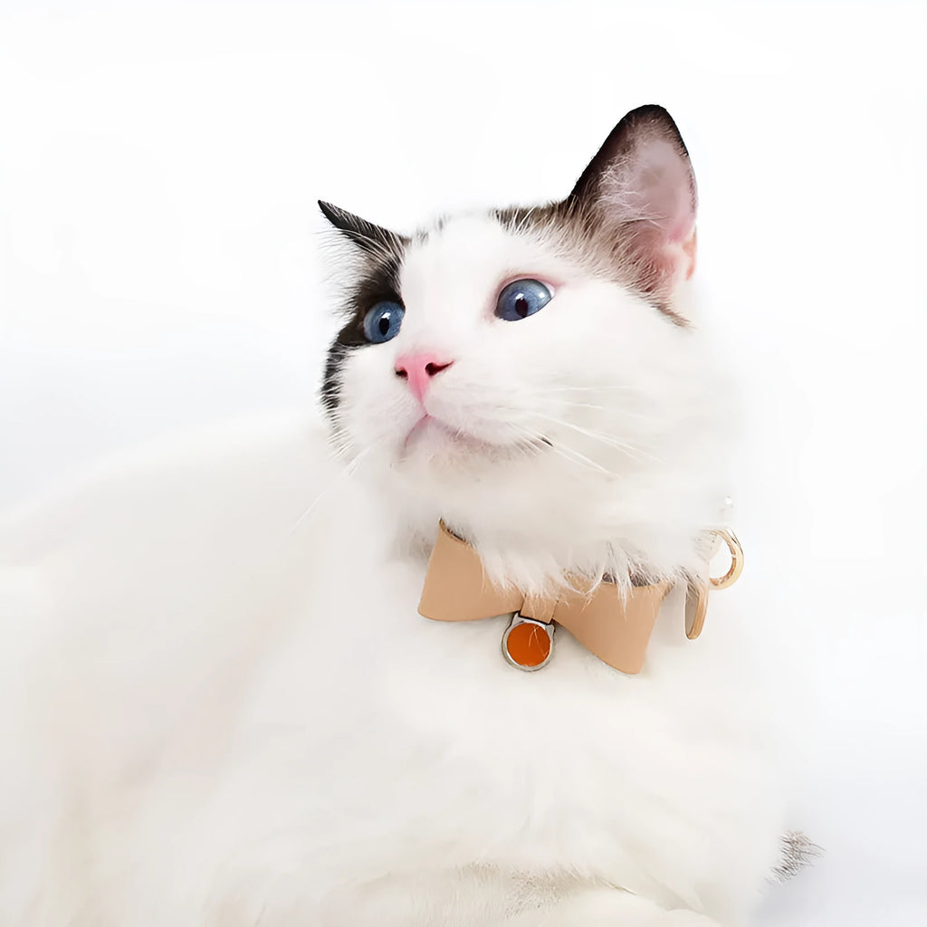 Brown leather cat collar showing buckle and adjustment holes on a neutral background