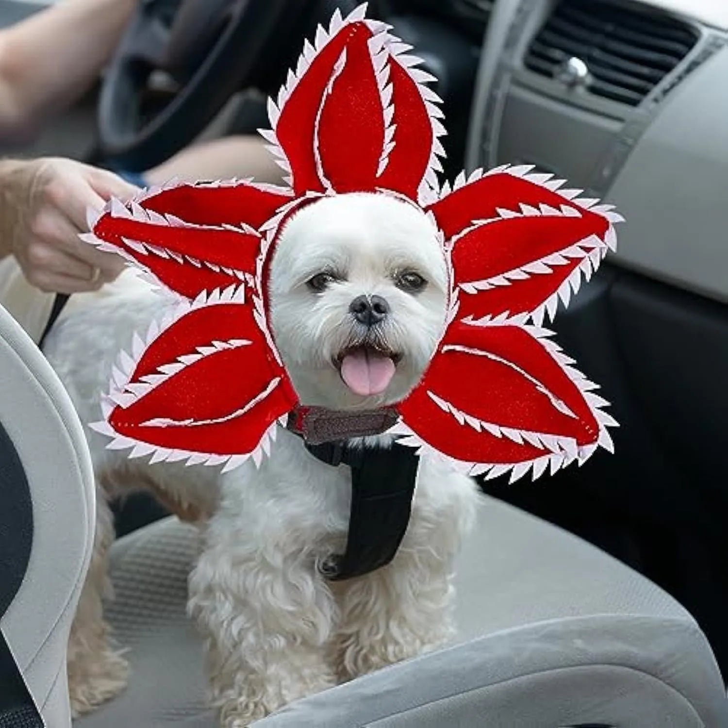 Dog wearing Halloween demon hat costume with open chomper mouth and flower headband accessory