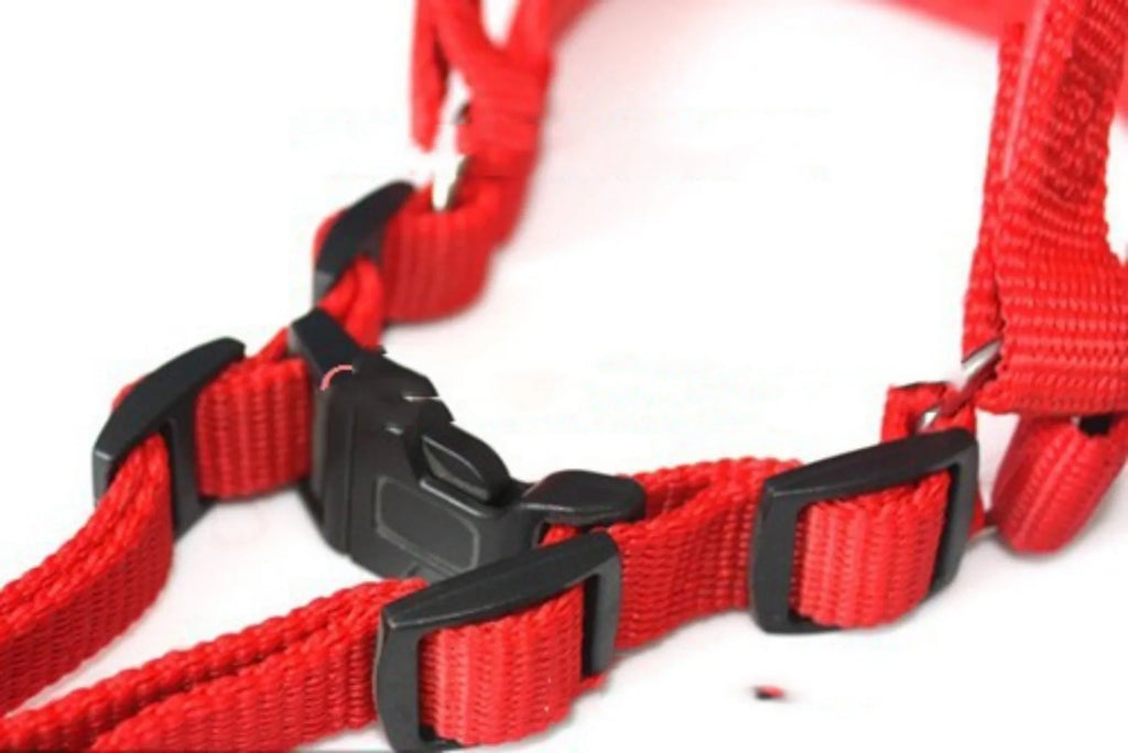 Blue nylon dog harness with soft foam lining on the chest strap, showing adjustable sizing.