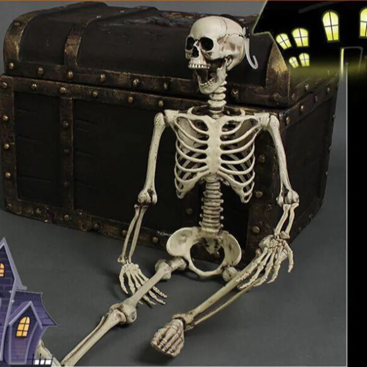 Life-size 170cm plastic skeleton prop with detailed skull and anatomical features