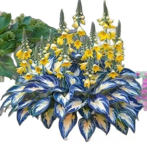 Pack of coloured leaves jade barrettes potted flower seeds showing 50 pills and variety style labels.