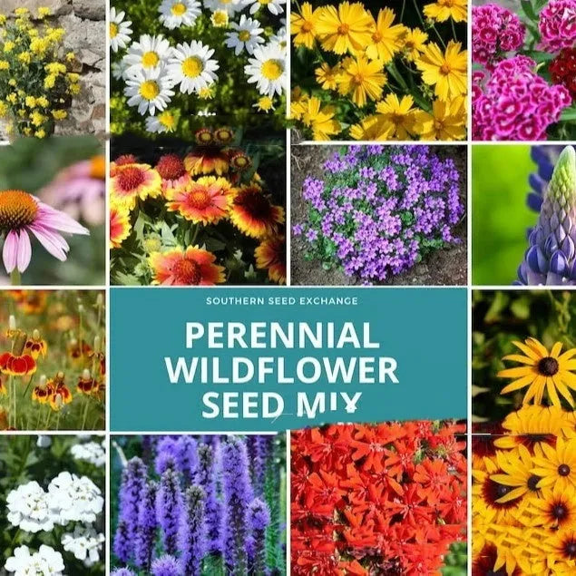 Purpleflower holly leaf mixed wildflower seeds in packaging showing cold-resistant drought-resistant garden seeds