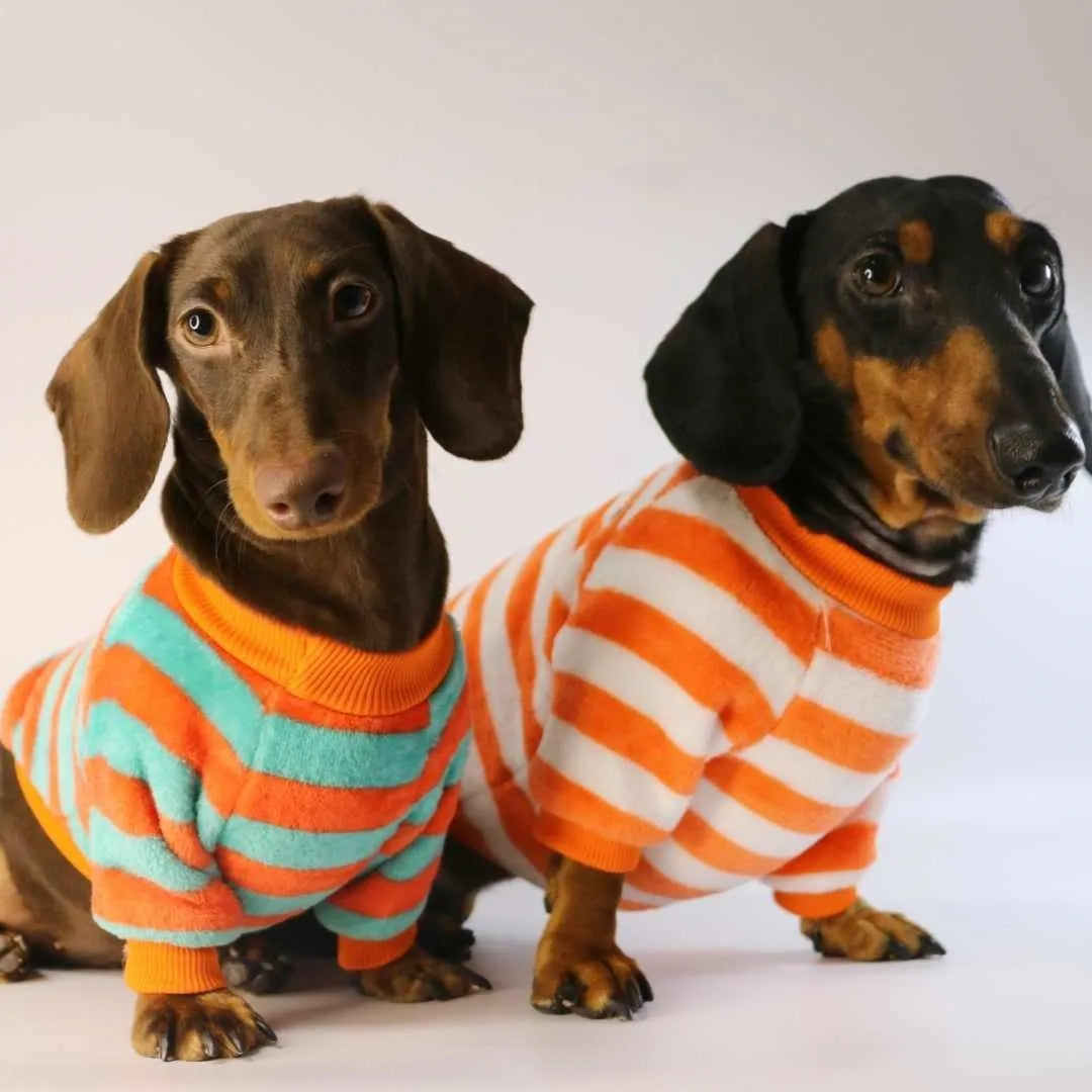 Striped orange and white pet sweatshirt on dog showing round neck design and casual fit