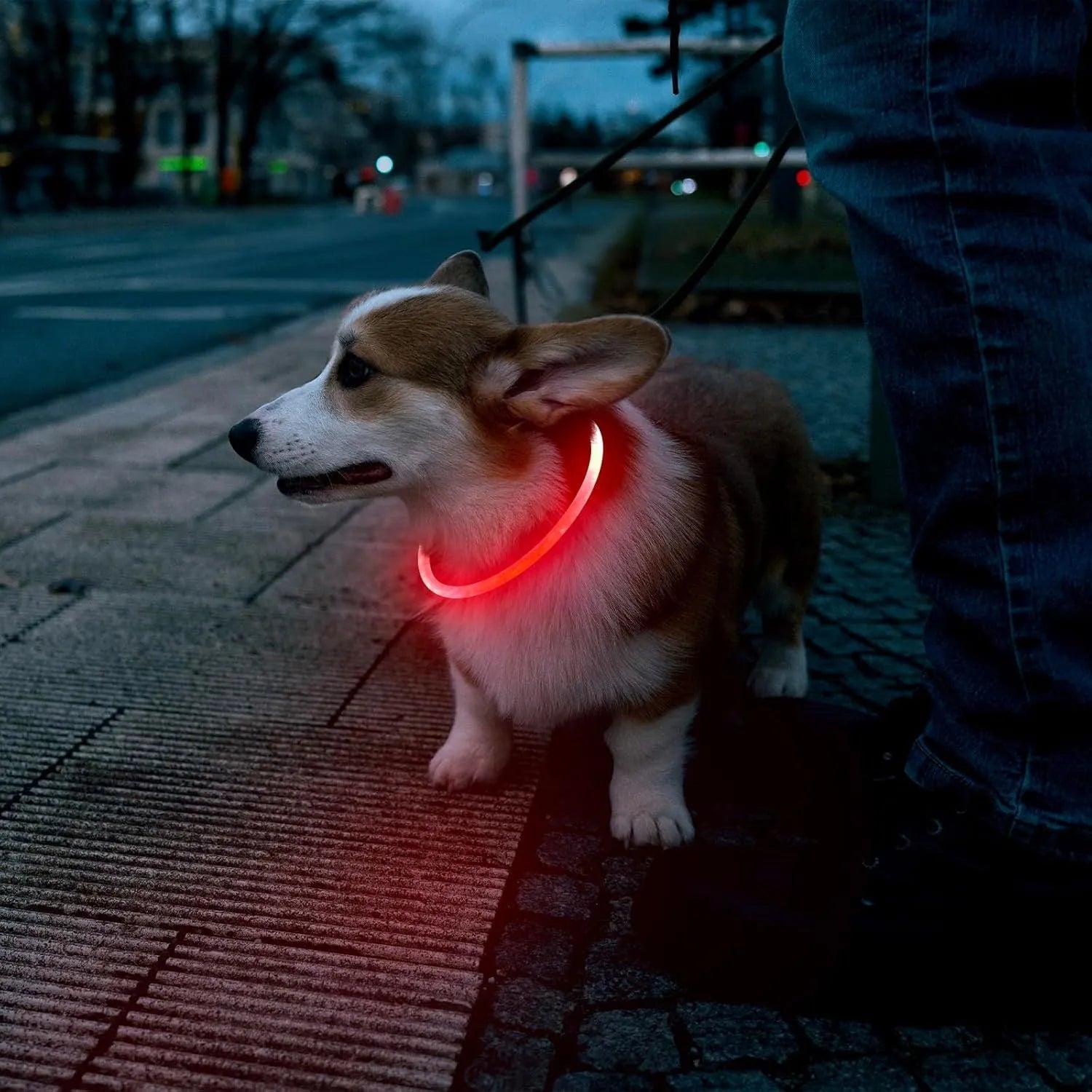 Blue USB rechargeable LED dog safety collar glowing with adjustable 70cm TPU band