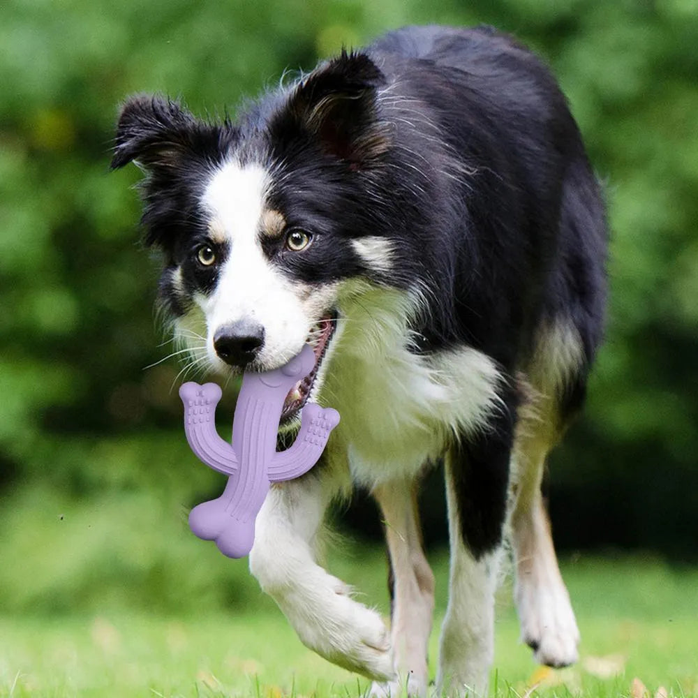 Beige, blue, or purple cactus-shaped dog chew toy made from bamboo fibre and rubber.