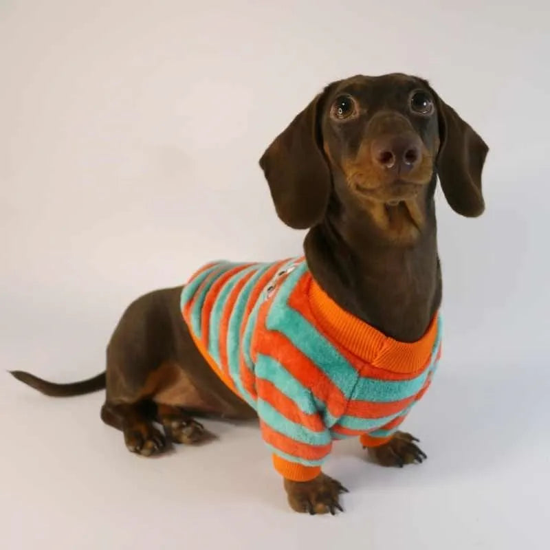Striped orange and white pet sweatshirt on dog showing round neck design and casual fit