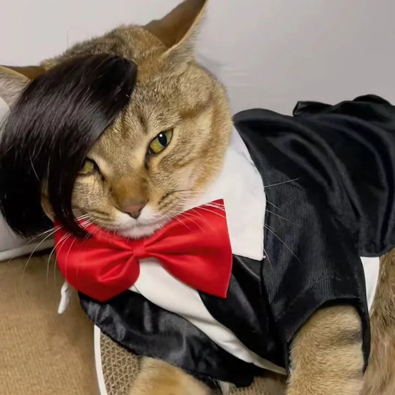 Black imitation braid fox cat wig on a cat for costume dress-up.