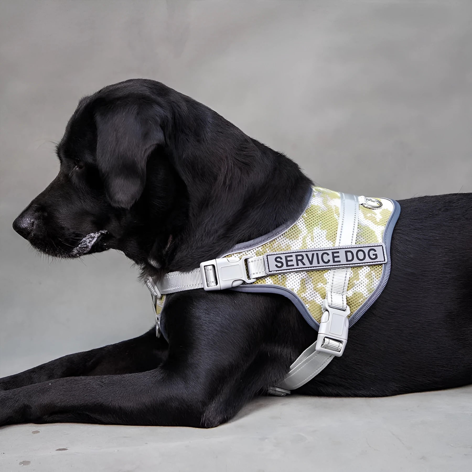 Colourful reflective pet harness showing anti-strangulation neck protection design on a dog