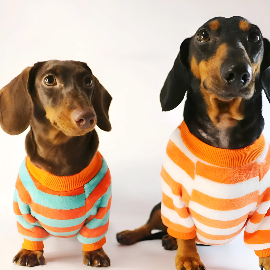 Striped orange and white pet sweatshirt on dog showing round neck design and casual fit