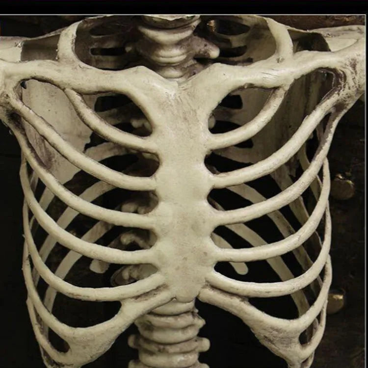 Life-size 170cm plastic skeleton prop with detailed skull and anatomical features