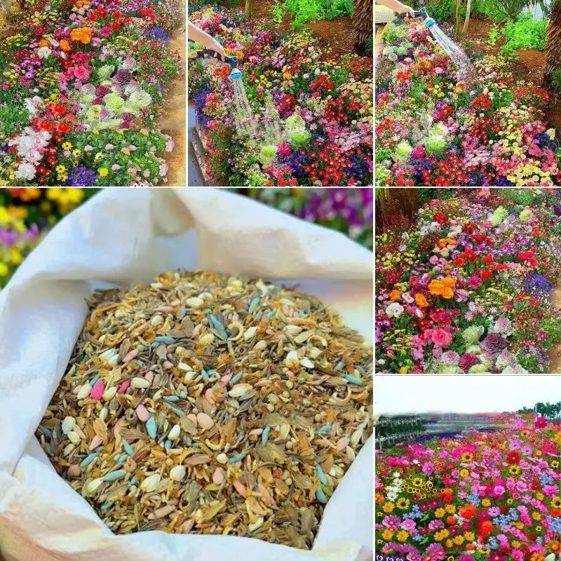 Purpleflower holly leaf mixed wildflower seeds in packaging showing cold-resistant drought-resistant garden seeds