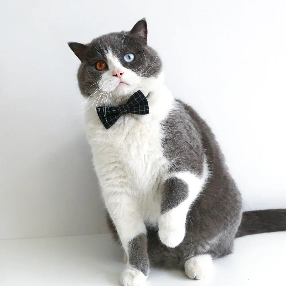 Small cat wearing a British style doctor's degree themed hair band and black plaid bow tie.