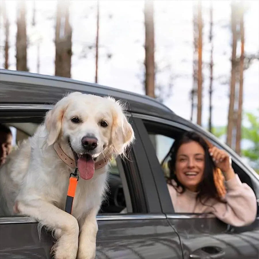 Heavy-duty elastic shock-resistant dog leash for medium and large breeds in multiple colours