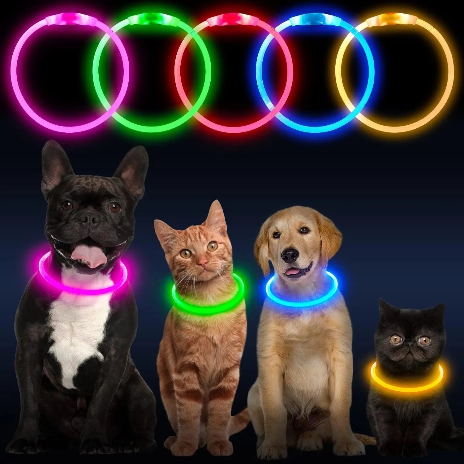 Blue USB rechargeable LED dog safety collar glowing with adjustable 70cm TPU band
