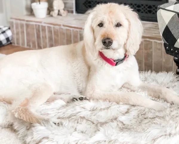 Beige pet dog plush mat on floor with soft 4cm plush surface