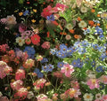 Purpleflower holly leaf mixed wildflower seeds in packaging showing cold-resistant drought-resistant garden seeds